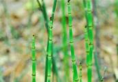 竹节草怎么养，4个步骤教你养出郁郁葱葱的竹节草