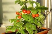 阳台种西红柿只开花不结果，4个办法让西红柿又大又圆
