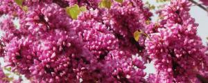 紫荊冬天能開花嗎，怎麼過冬