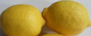 柠檬品种