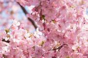 樱花的象征意义，热烈和高尚的品质
