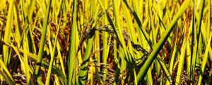 水稻施肥和时间表