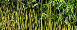 竹子是草本植物还是木本植物