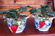 草莓移栽生根要几天，浇水保湿可7天左右生根