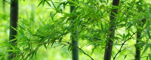 春季是竹子生长的什么时期