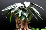 小仙女花的养殖方法，5种方法促进植物生长