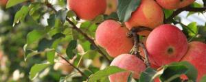 苹果种子如何育苗