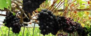 秋黑葡萄品种介绍