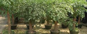 富贵树的养殖方法和注意事项盆栽
