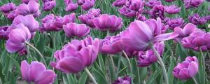 紫色郁金香花语是什么