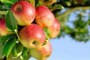 苹果成熟的季节，苹果在秋季8～10月成熟