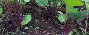 紅菜苔北方能種嗎
