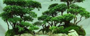 米竹盆景的养护方法和注意事项