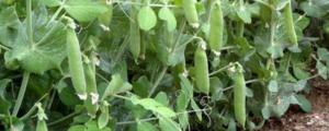 豌豆12月份还可以播种吗