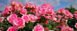 玫瑰花怎样种植和养护