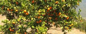 橘子树叶子干卷是什么原因