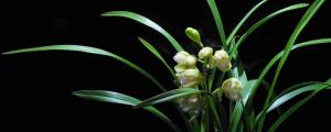 四季兰花怎么养才能长期开花