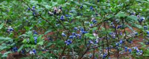 蓝莓树苗怎么修剪