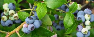 蓝莓落果是什么原因