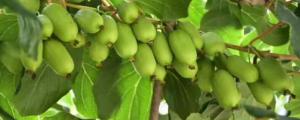软枣猕猴桃几月份栽种