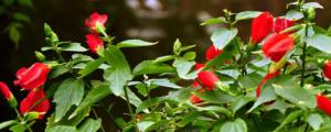 紅燈籠花的養殖方法和注意事項