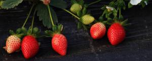 草莓繁殖方法四种