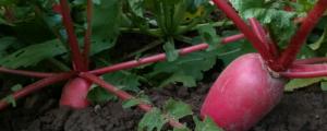 凤梨萝卜的种植方法和注意事项