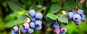 薄雾蓝莓品种介绍