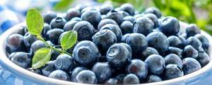 苏西兰蓝莓品种介绍