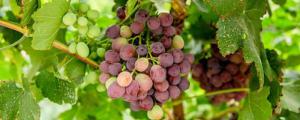 葡萄屬於哪種藤本植物