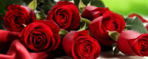 红玫瑰的花语是什么意思