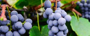 葡萄是哪种藤本植物