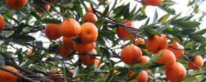 橘子树几年才能开花结果