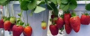 盆栽草莓的养殖方法和注意事项