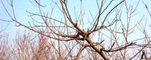 北方果树冬季修剪是什么时间