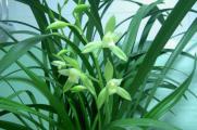 观音素兰花怎么养，观音素的养护技巧和繁殖方法