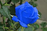 蓝色妖姬是玫瑰花吗，转基因品种/染了色的玫瑰或月季