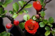 木本海棠花的繁殖方法，播种扦插/养护技巧与病虫防治