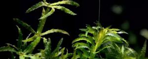 黑藻是单细胞生物吗