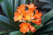 六个妙招让君子兰开花，要注意控制温度和光照