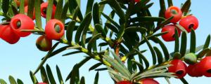 红豆杉是不是国家一级保护植物