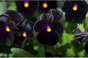 植物趣闻|为什么黑色花卉很少见？