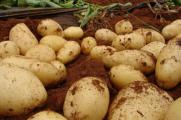 夏天可以种土豆吗，土豆适合在3月/8月种植