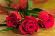 紅玫瑰象征著什麼意義，熱情真愛/愛神之花