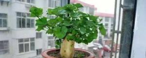 红薯发芽怎么种成盆栽