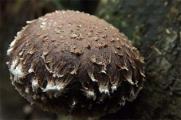 蘑菇有多少种，盘点5种常见高营养蘑菇