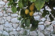 家养柠檬树注意事项，摆放向阳处加强水肥管理