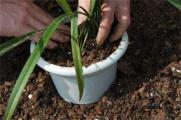 松树皮种兰花的方法，消毒混合盆土养护