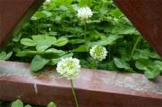 白車軸草盆栽怎麼養，4個步驟盆栽養護