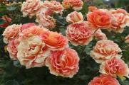 蔷薇花什么时候种植最好，在秋季种植成活率高